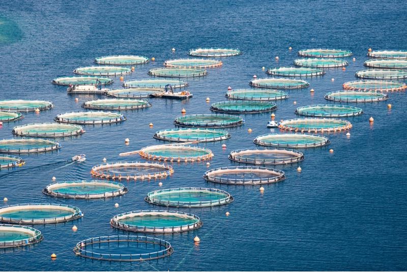 Gabbie galleggianti per acquacoltura - Aquaculture Floating Cages